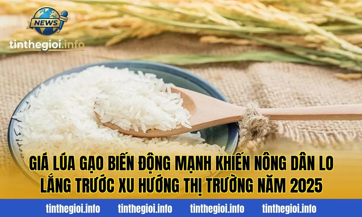 Giá lúa gạo biến động mạnh khiến nông dân lo lắng trước xu hướng thị trường năm 2025