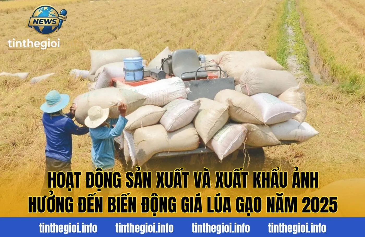 Hoạt động sản xuất và xuất khẩu ảnh hưởng đến biến động giá lúa gạo năm 2025