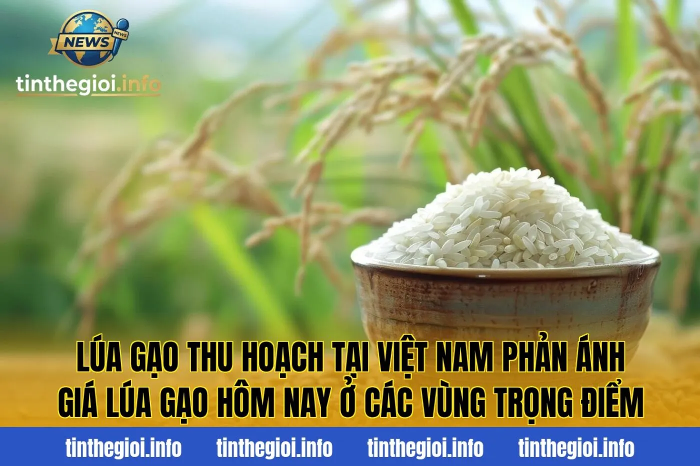 Lúa gạo thu hoạch tại Việt Nam phản ánh giá lúa gạo hôm nay ở các vùng trọng điểm